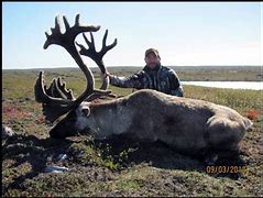 Image result for Labrador Caribou