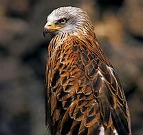 Image result for Bird Hawk Animals