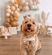 Image result for Party Dog Smiley