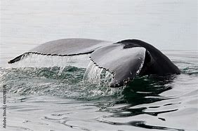 Image result for Whale Water