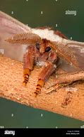 Image result for Moth with Feathery Antennae