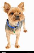 Image result for Short Hair Terrier