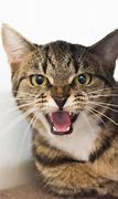 Image result for Cat Hissing Side View