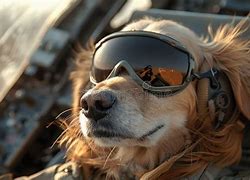 Image result for Dog Fighter Plane