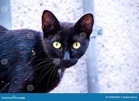 Image result for Stray Black Cat Trash