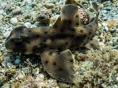 Image result for Horn Shark