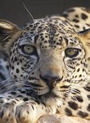 Image result for Arabic Leopard