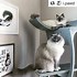 Image result for Corner Cat Tree Tower