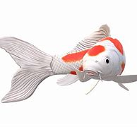 Image result for 13 Koi Carp Image