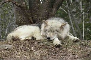 Image result for Where Do Wolves Sleep