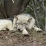 Image result for Where Do Wolves Sleep