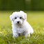 Image result for White Puffy Doggo