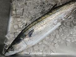 Image result for Japanese Mackerel