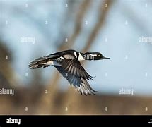 Image result for Hooded Merganser Duck Flying