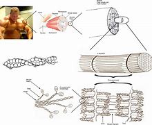 Image result for Muscle Cell Diagram GCSE