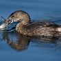 Image result for Pied-billed Grebe