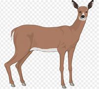 Image result for Doe Deer Clip Art