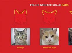 Image result for Cat Pain Scale