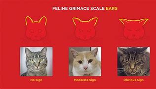 Image result for Cat Pain Grimace