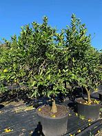 Image result for Tahiti Lime Tree