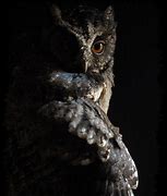 Image result for Wolf and Owl