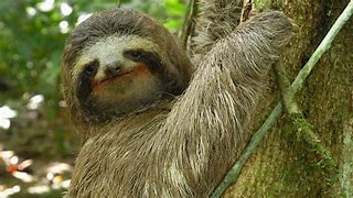 Image result for Marine Sloth