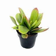 Image result for Kalanchoe Little Dragon