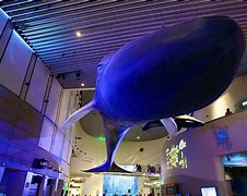 Image result for Aquarium of the Pacific Night Dive