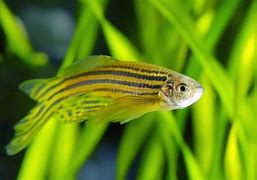 Image result for Fish Ulcer Danio