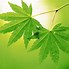 Image result for Leaf Wallpaper