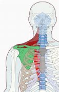 Image result for Inferior Trapezius