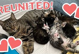 Image result for Mama Cat and Kittens