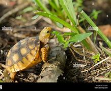 Image result for Goldy Gopher Baby