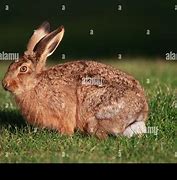 Image result for Black-eared Hare