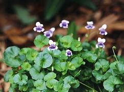 Image result for Australian Violet Ground Cover