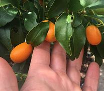 Image result for Kumquat