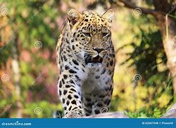 Image result for Leopard Standing