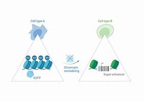 Image result for Satelliate DNA