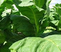 Image result for Burley Tobacco Packed