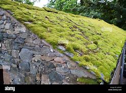 Image result for Moss-Covered Yard