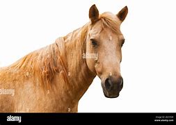 Image result for Light Brown Draft Horse