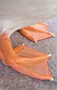 Image result for Duck Feet Pipes