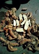 Image result for Curcuma Zedoaria