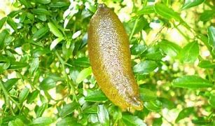 Image result for Citrus Australasica Finger Lime