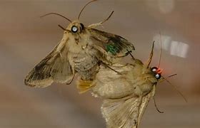 Image result for Moth Gender