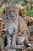 Image result for Bobcat