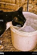 Image result for Cat in Bucket Drinking Water