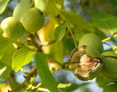 Image result for Identify Walnut Tree