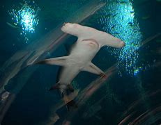 Image result for Gaint Hammerhead Shark