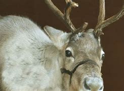 Image result for Moose Reindeer Whipsnade Zoo